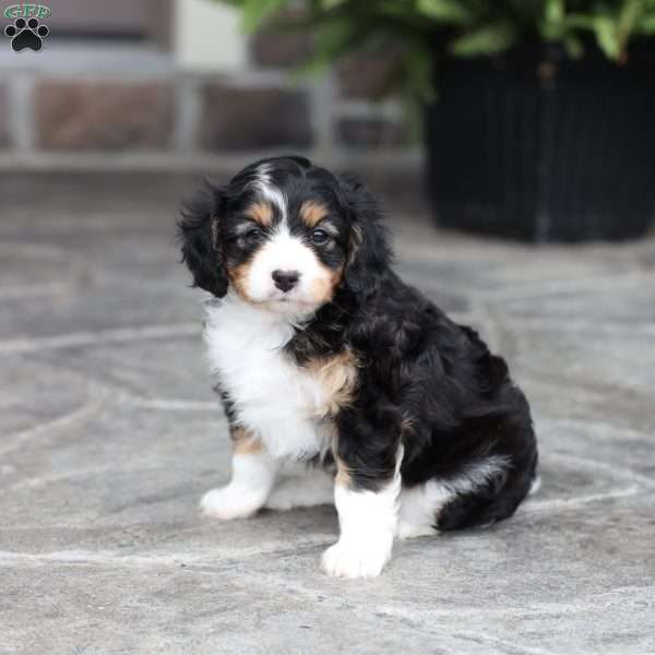 Sage, Cavapoo Puppy